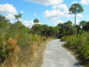 Trail at Alligator Creek Preserve