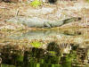 Alligator sunning across the pond