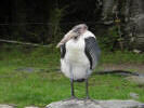 Indianapolis Zoo Marabou Stork