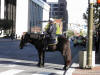 IMPD mounted police