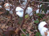 Cotton growing in Georgia